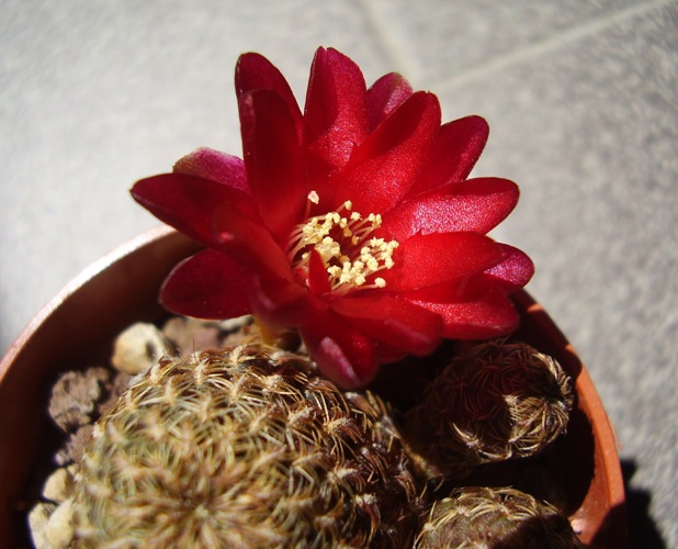 Sulcorebutia markusii ssp. tintiniensis HS 57