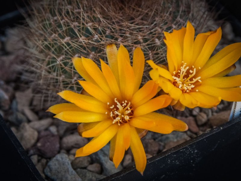 Sulcorebutia arenacea v. menesesii FR 775