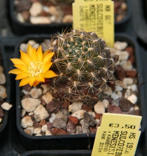 Sulcorebutia menesesii v. kamiensis WR 607