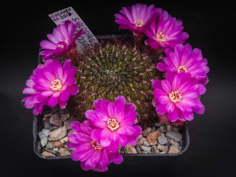 Sulcorebutia mentosa 