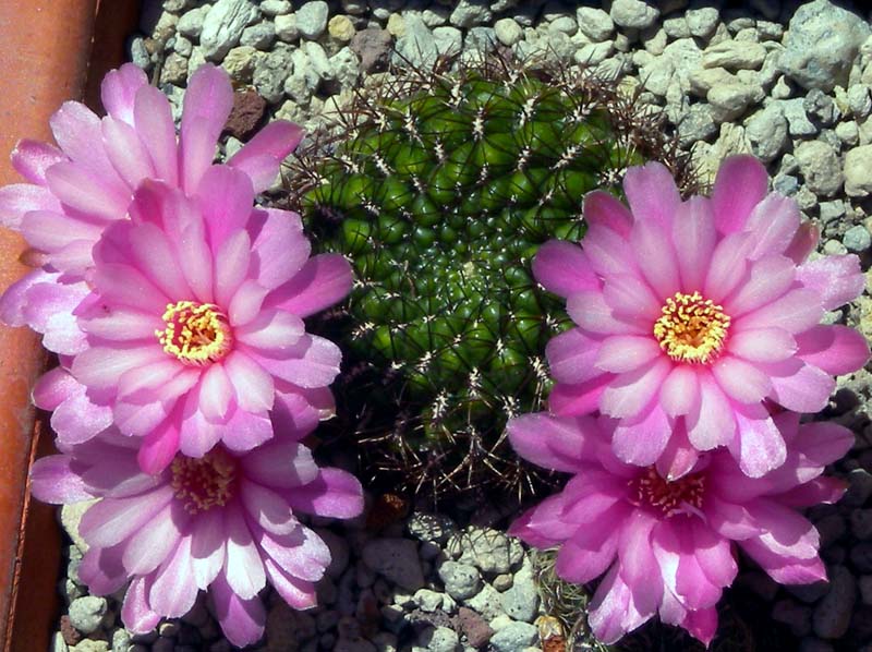 Sulcorebutia mentosa 