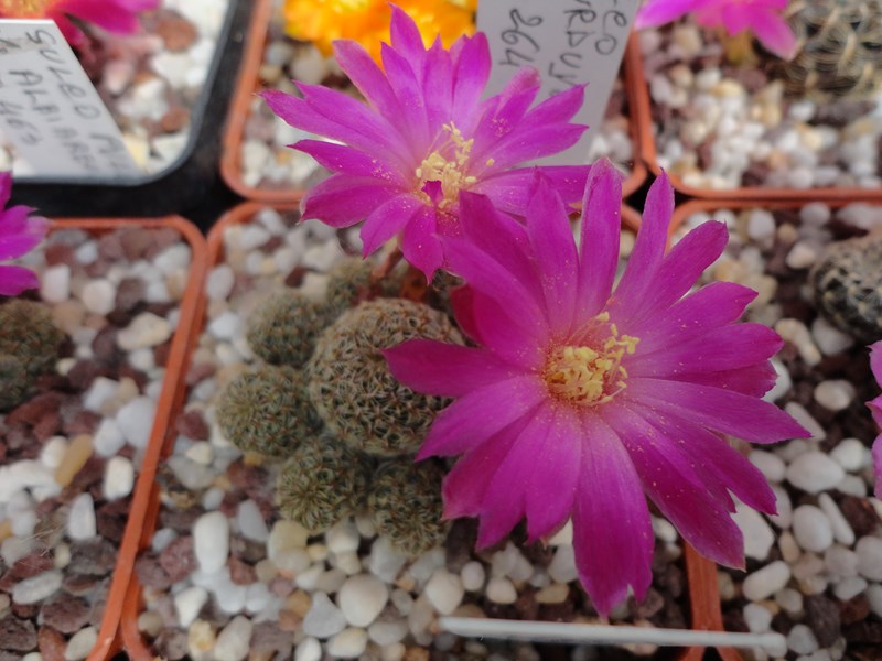 Sulcorebutia mizquensis VZ 331