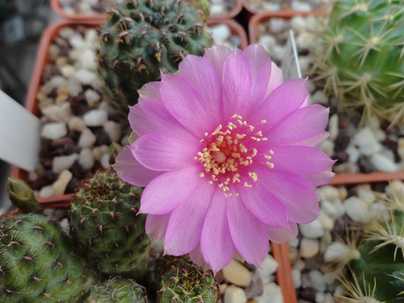 Sulcorebutia naunacaensis VZ 205