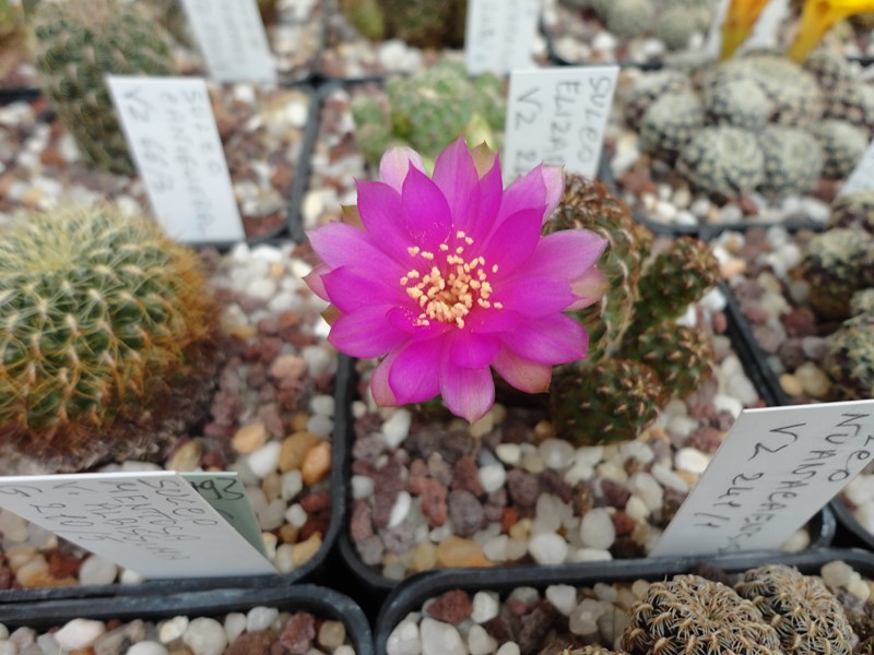 Sulcorebutia naunacaensis VZ 241