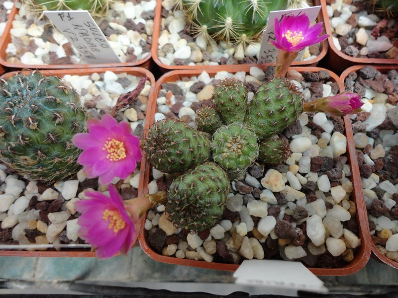 Sulcorebutia naunacaensis VZ 243