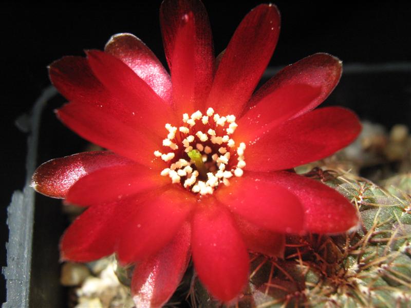 Sulcorebutia pasopayana L387