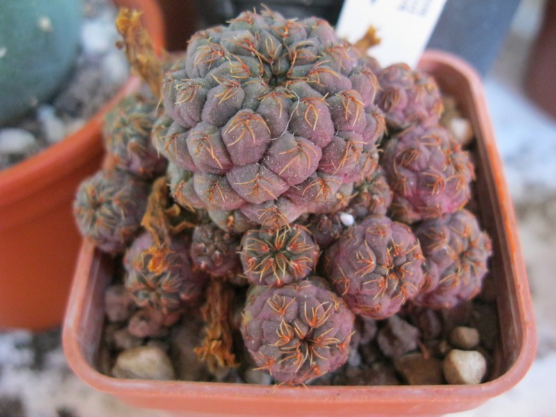 Sulcorebutia pasopayana 