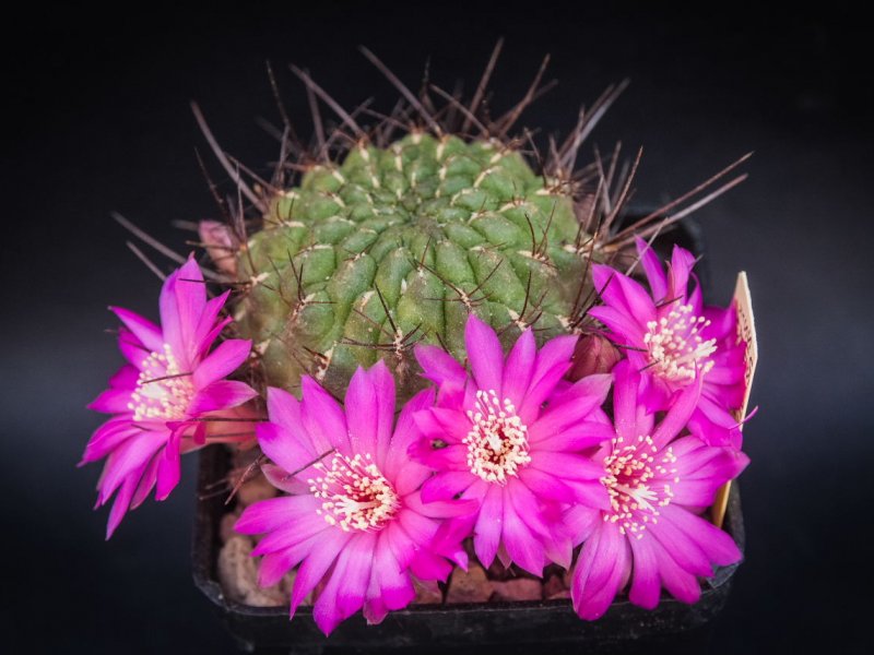 Sulcorebutia steinbachii v. polymorpha VS 378