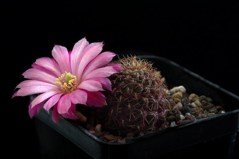 Sulcorebutia purpurea 