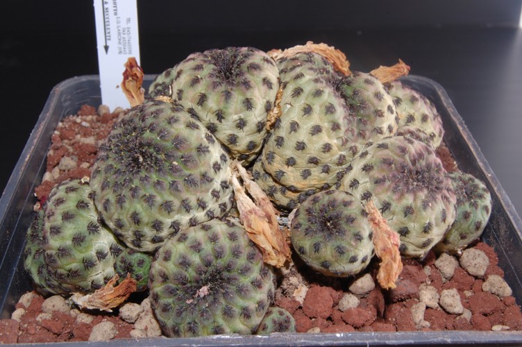 Sulcorebutia rauschii cv. green 