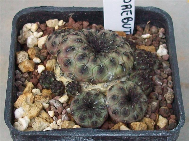 Sulcorebutia rauschii 