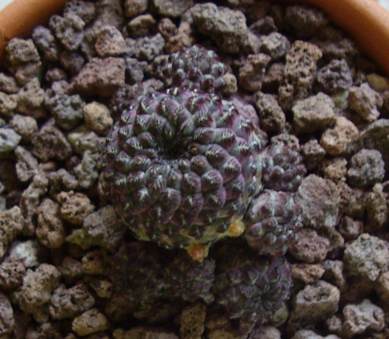 Sulcorebutia rauschii v. violacidermis 