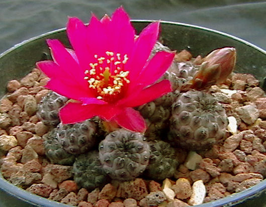 Sulcorebutia rauschii 