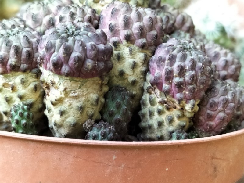 sulcorebutia rauschii 