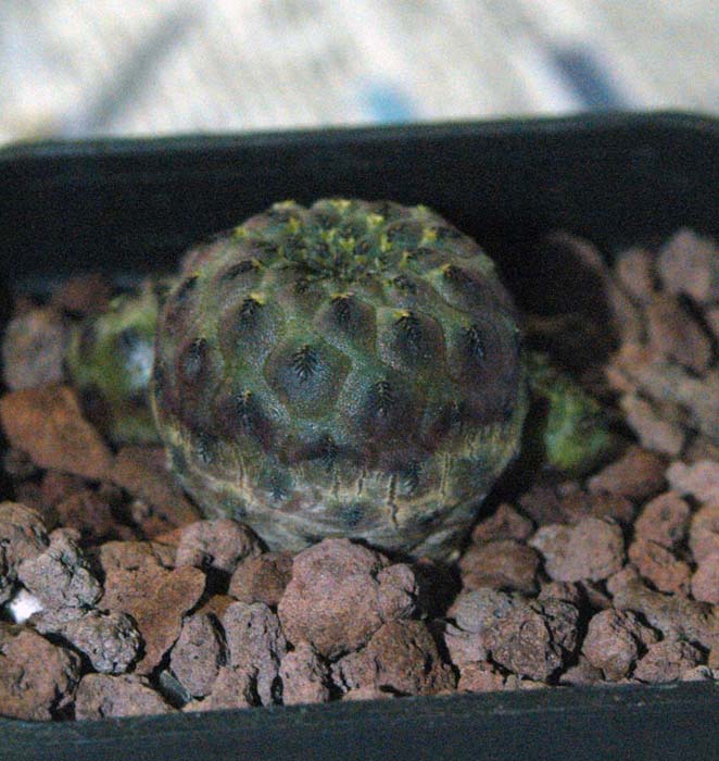 Sulcorebutia rauschii v. violacidermis 