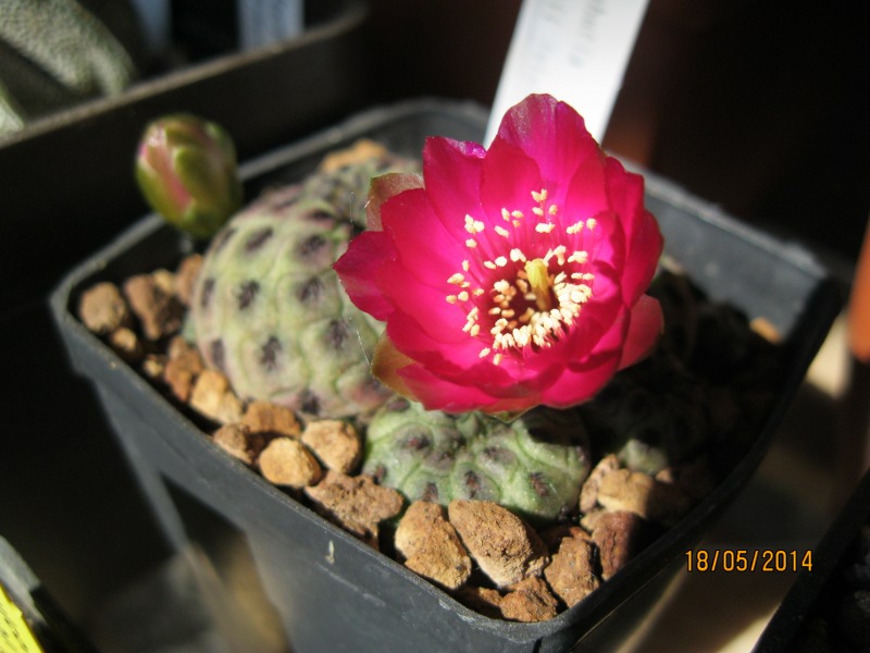 Sulcorebutia rauschii v. violacidermis 