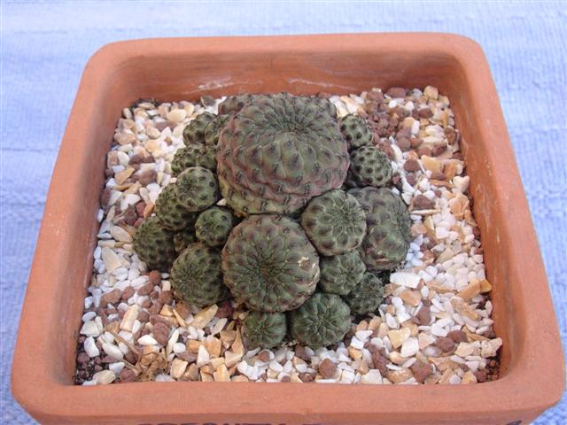 Sulcorebutia rauschii 