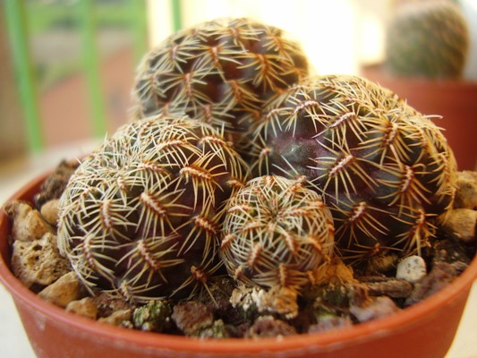 Sulcorebutia sp. HS 140