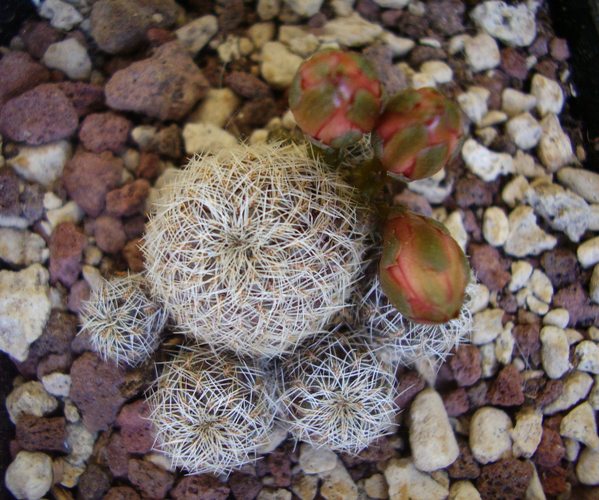 Sulcorebutia sp. HS 140