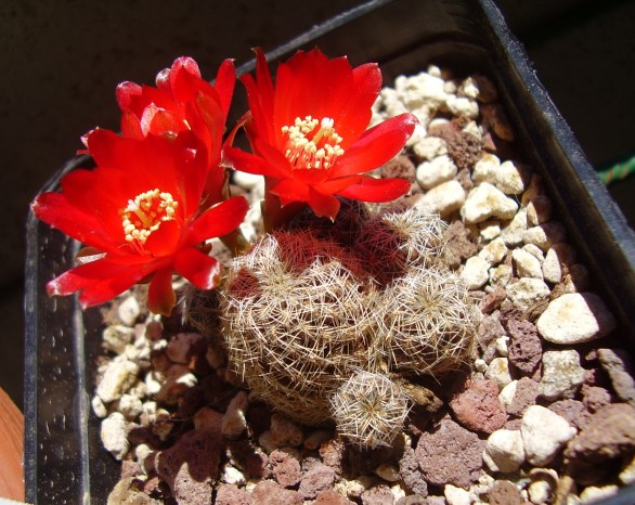 Sulcorebutia sp. HS 140