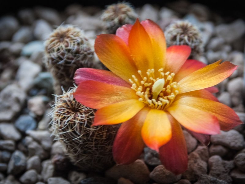 Sulcorebutia tarabucoensis v. aureiflora WR 479