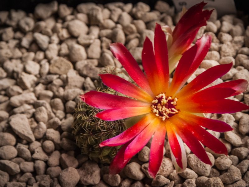 sulcorebutia tarabucoensis v. callecallensis