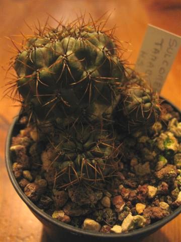 Sulcorebutia tarabucoensis HS 262