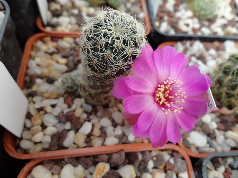 Sulcorebutia tarabucoensis ssp. hertusii forma VZ 201C