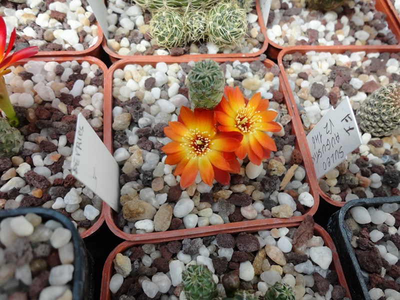 Sulcorebutia tarabucoensis  v. callecallensis VZ 195