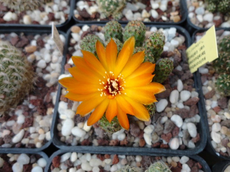 Sulcorebutia tarabucoensis v. callecallensis VZ 195