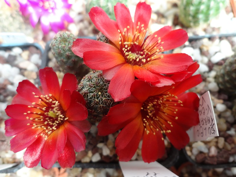 Sulcorebutia tarabucoensis v. callecallensis VZ 56