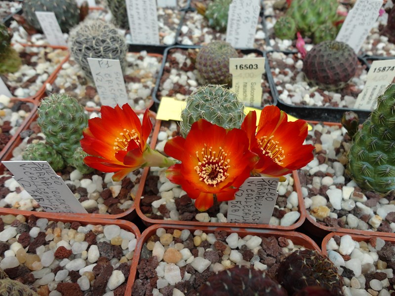 Sulcorebutia tarabucoensis  v. callecallensis VZ 56