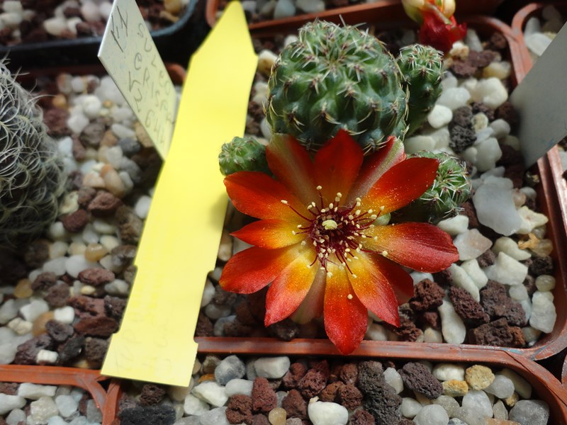 Sulcorebutia tarabucoensis  v. callecallensis VZ 56