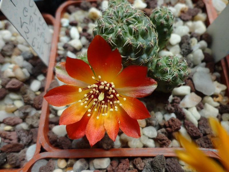 Sulcorebutia tarabucoensis v. callecallensis VZ 56