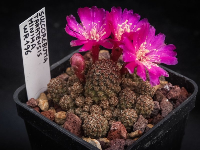 Sulcorebutia taratensis v. minima WR 196