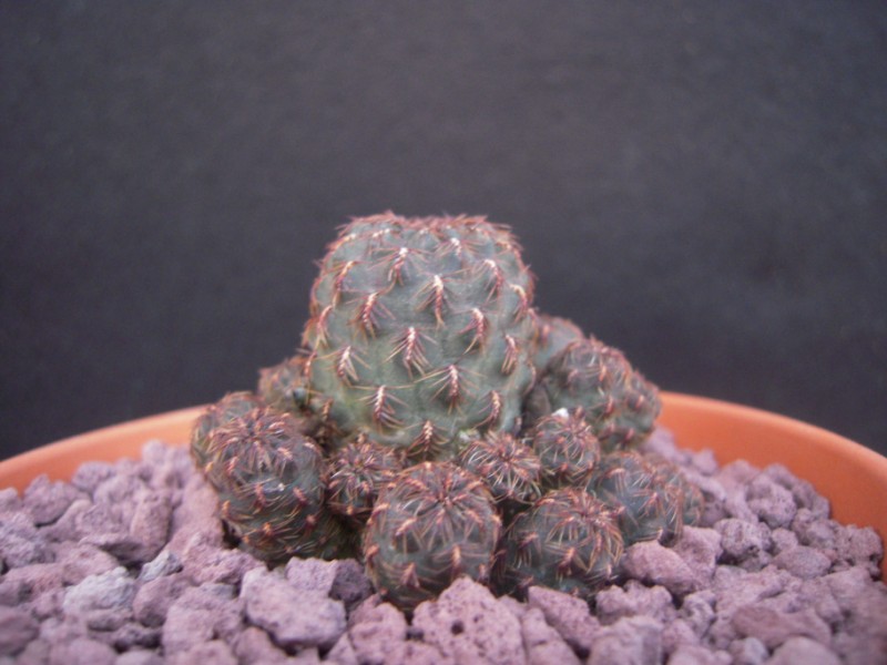 Sulcorebutia taratensis v. minima 