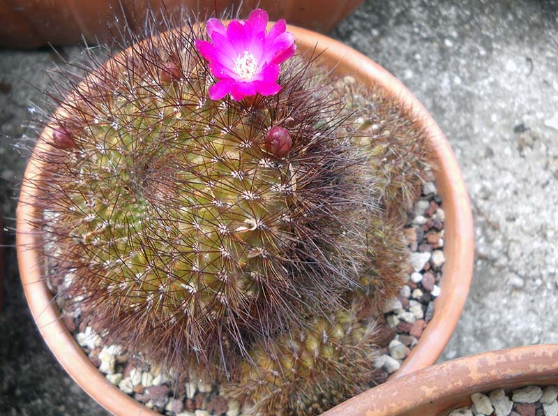 Sulcorebutia tiraquensis v. aguilarii 