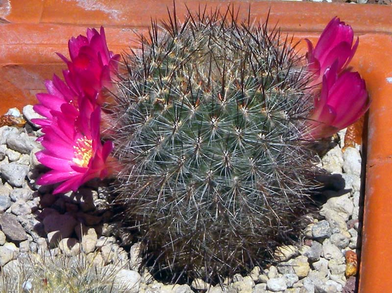 Sulcorebutia tiraquensis v. bicolorispina 