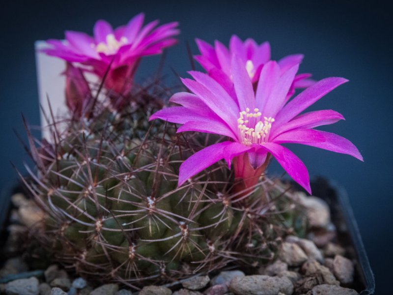 Sulcorebutia tiraquensis ssp. totorensis 