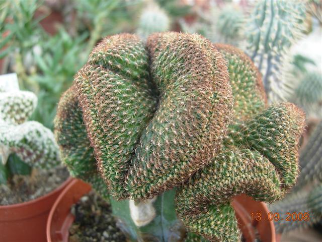 sulcorebutia tunariensis f. cristata