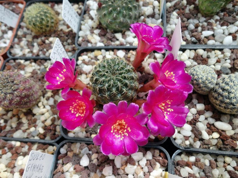 Sulcorebutia vasqueziana ssp. losenickyana VZ 224