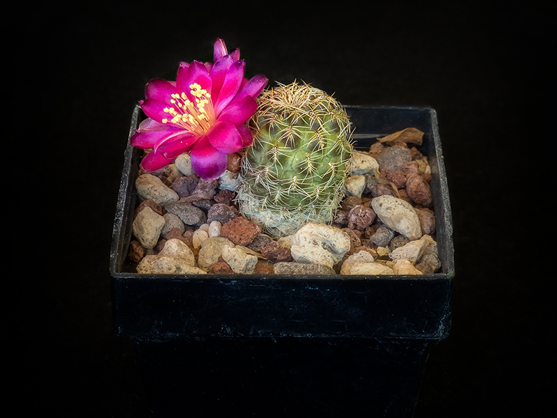 Sulcorebutia vasqueziana v. losenickyana HS1