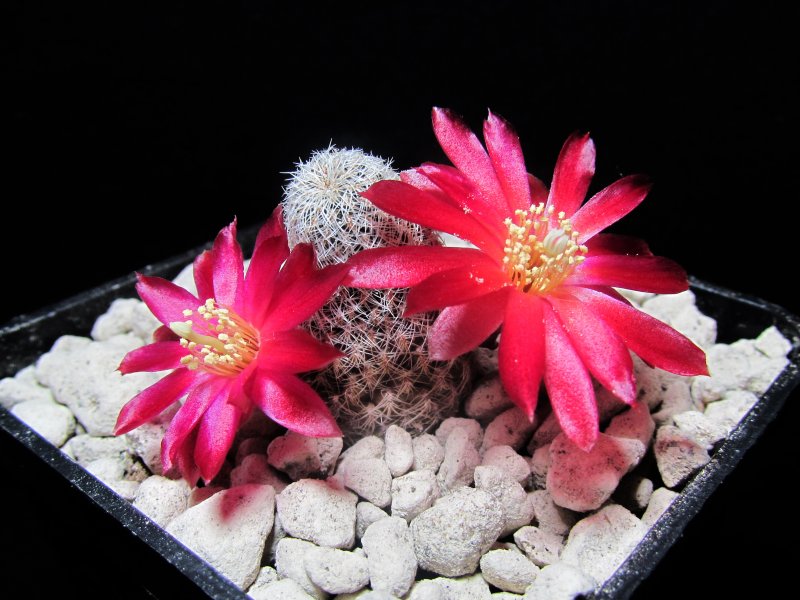 Sulcorebutia vasqueziana ssp. chatajillensis LH1114