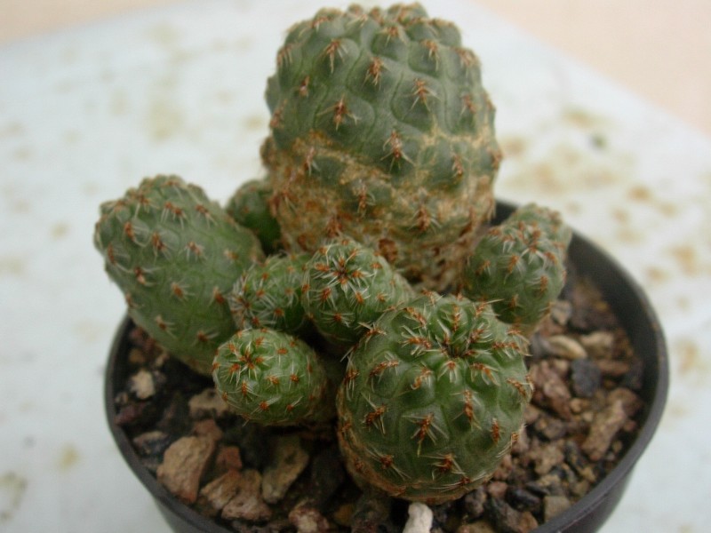 Sulcorebutia verticillacantha 