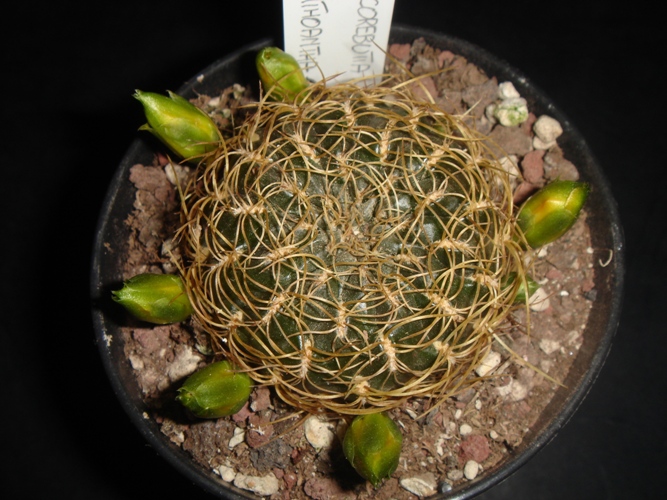 Sulcorebutia xanthoantha 
