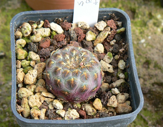 sulcorebutia rauschii cv. aureispina