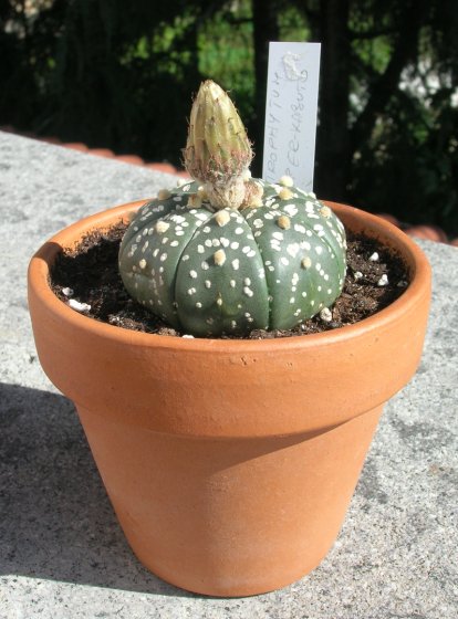 Astrophytum asterias cv. super kabuto 