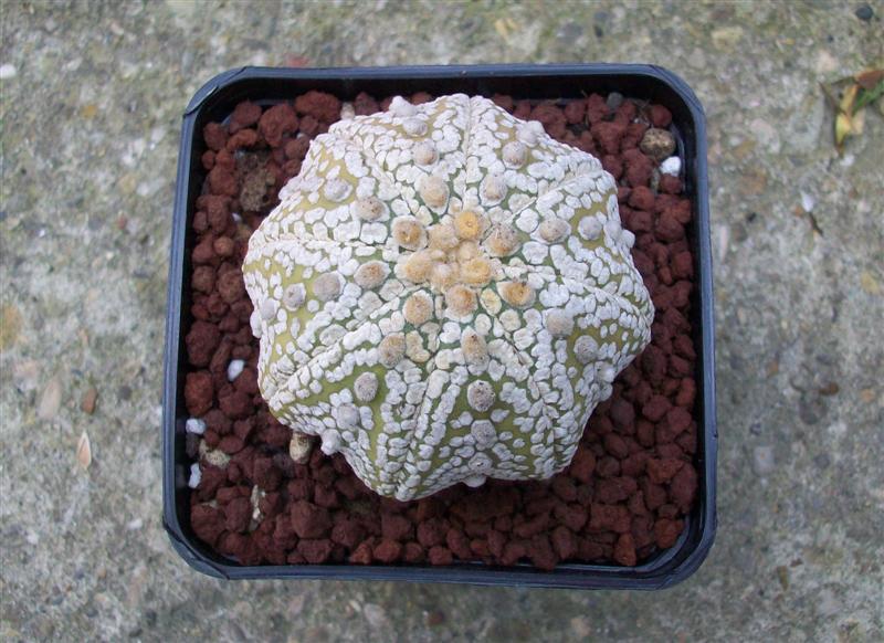 Astrophytum asterias cv. super kabuto star shape 