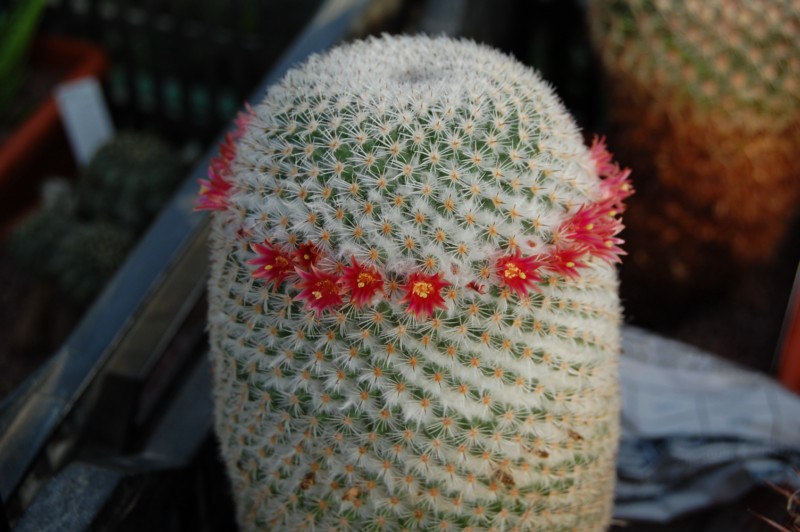 Mammillaria supertexta FO 001