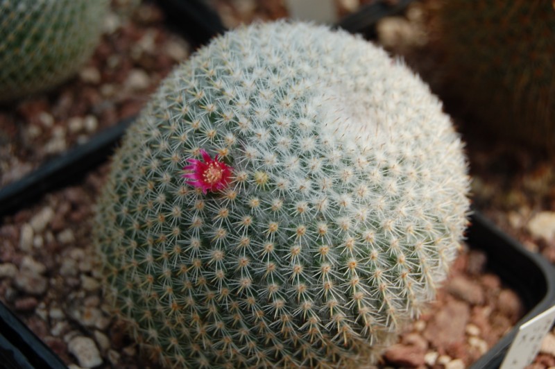 Mammillaria supertexta 